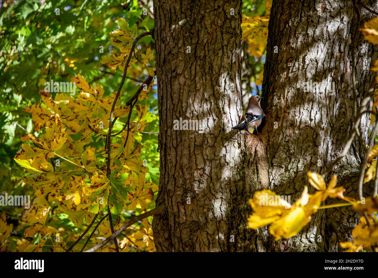 Jay garrulus in Europa centrale nel parco in un giorno d'autunno Foto Stock