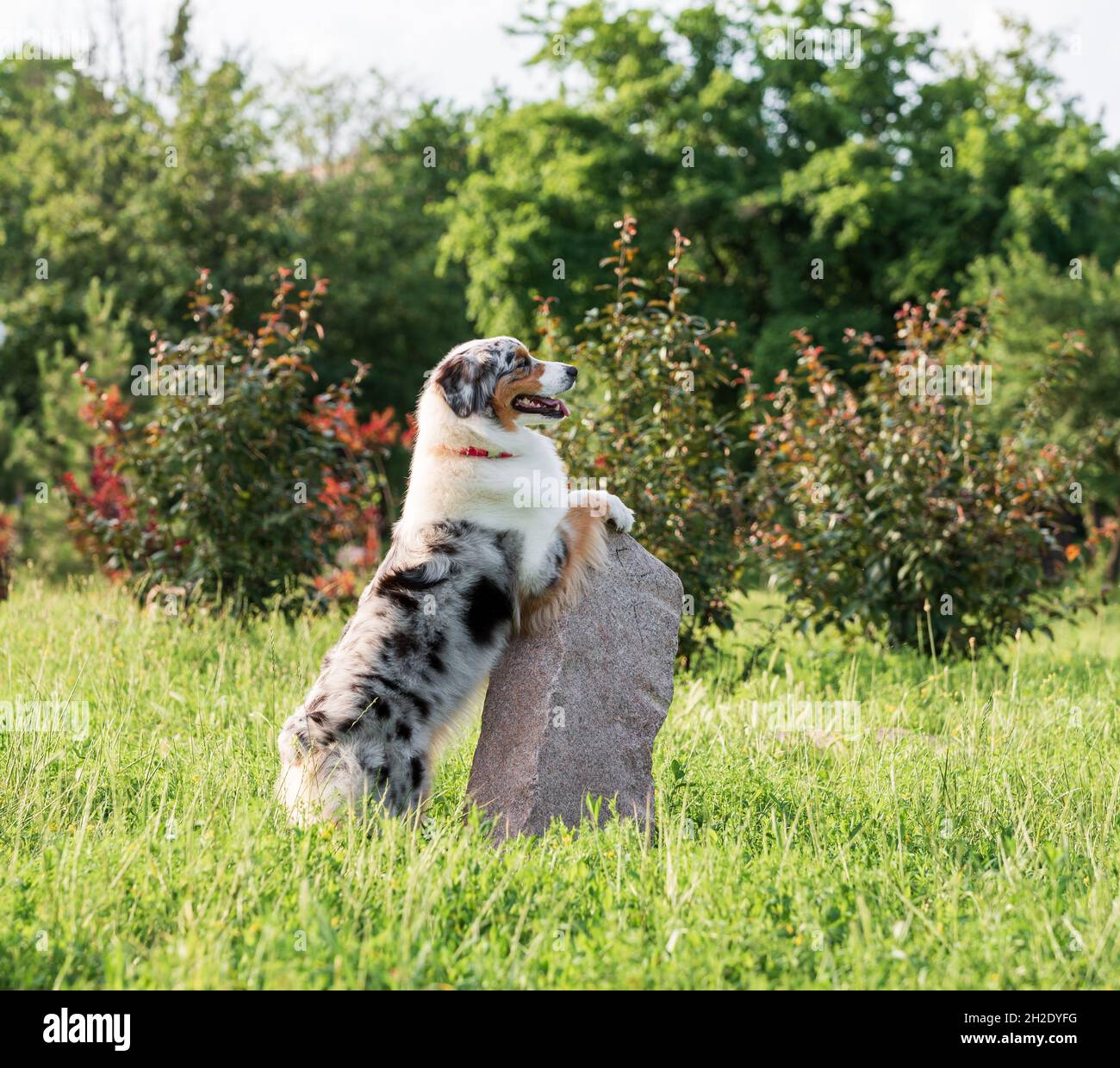 cane pastore australiano in una passeggiata nel parco in una giornata estiva Foto Stock