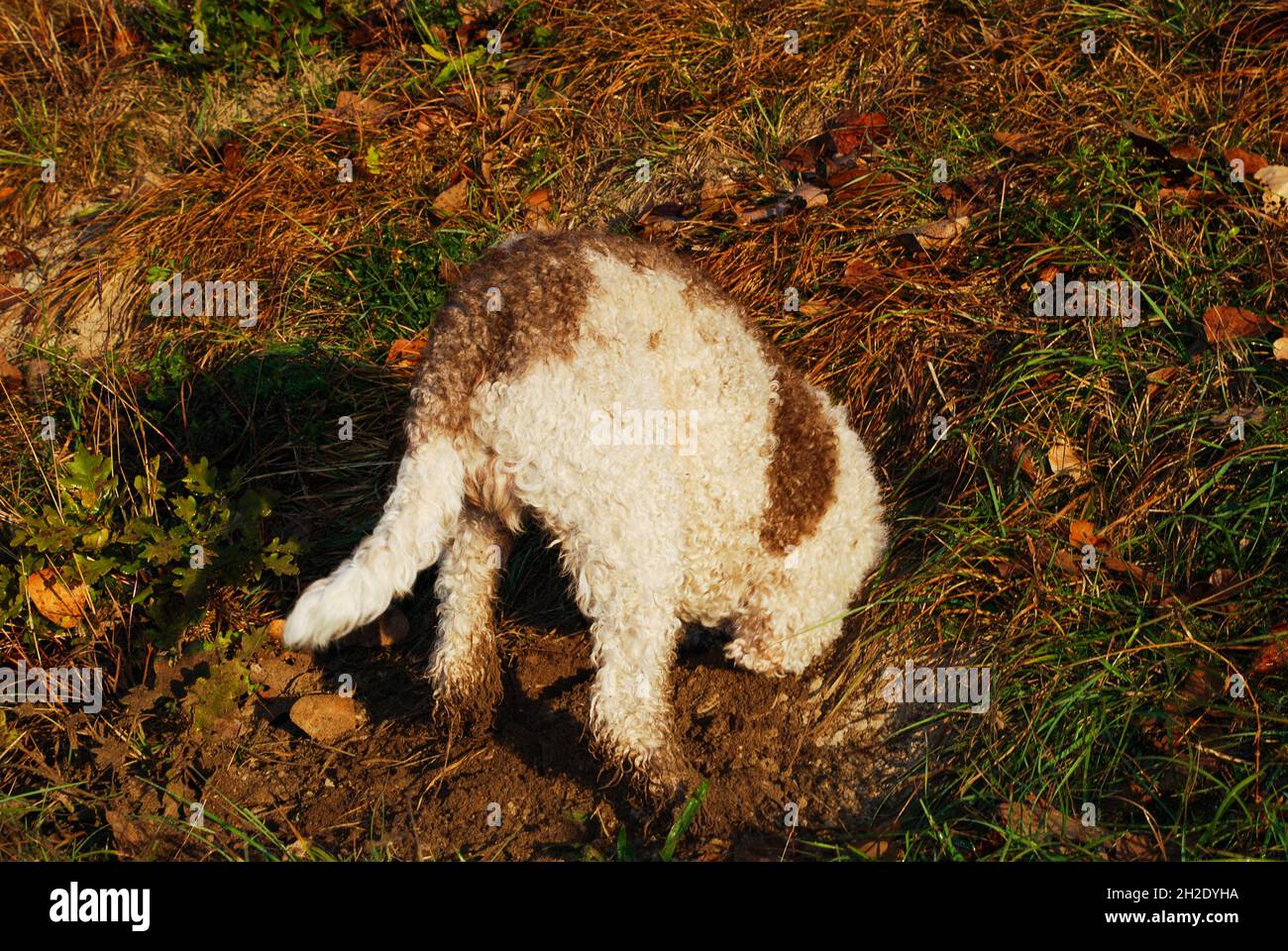 Lagotto Romagnolo cane alla ricerca tartufi nella foresta. Foto Stock