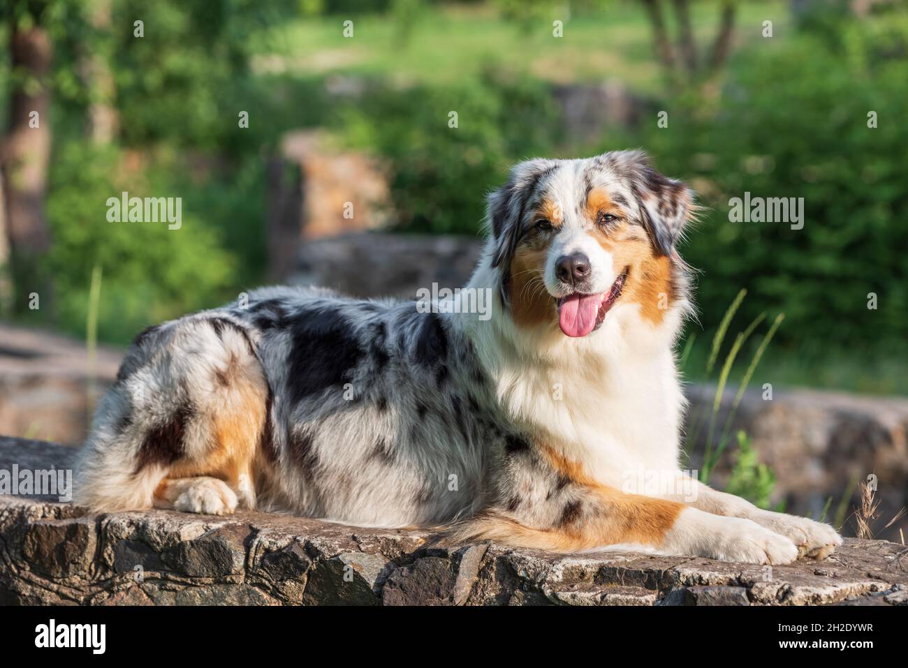 cane pastore australiano in una passeggiata nel parco in una giornata estiva Foto Stock