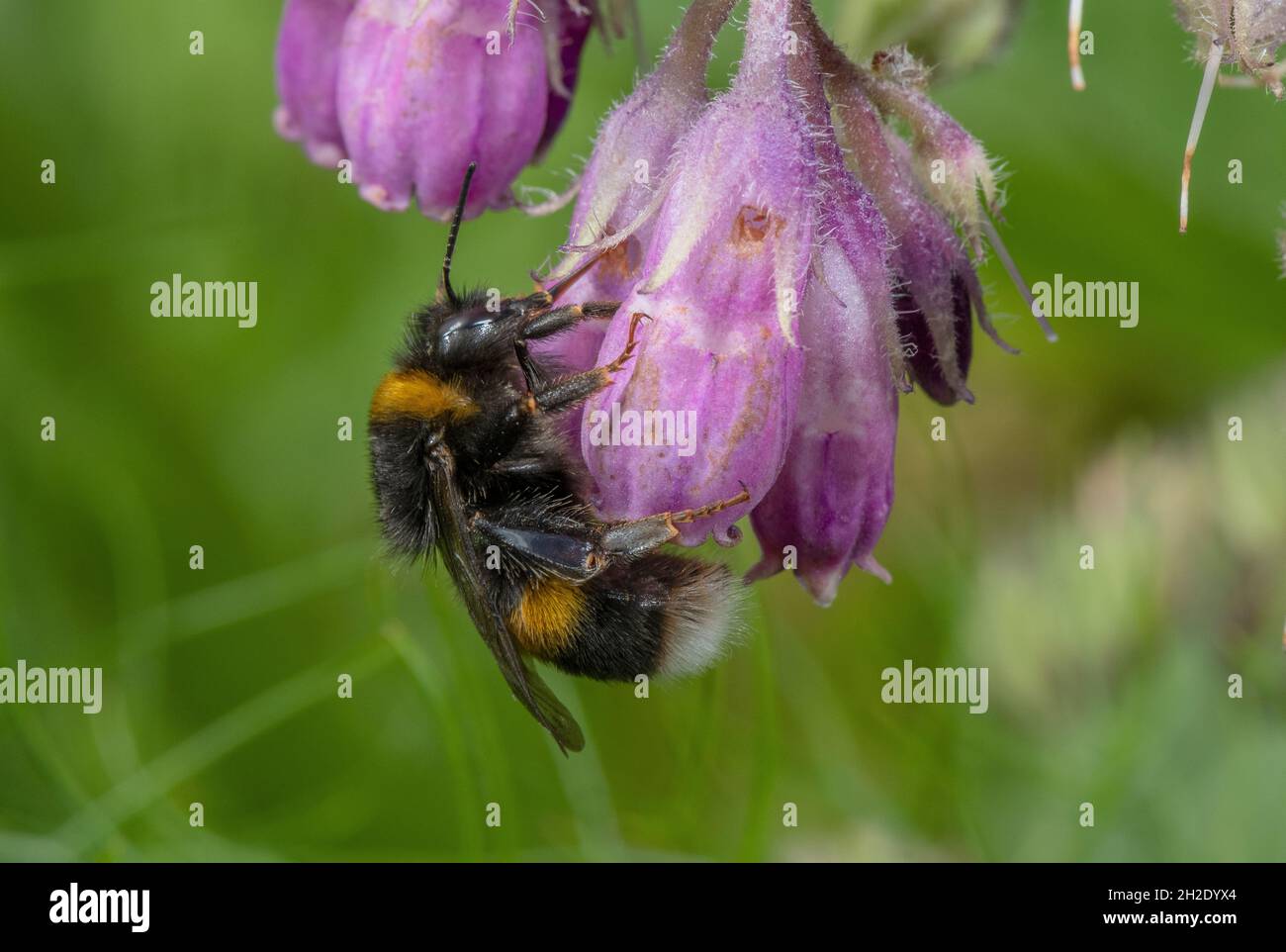 Bumble-ape dalla coda bianca, Bombus lucororum visitando fiori di Comfrey, ottenendo nettare 'illegalmente' mordendo attraverso tubo corolla. Foto Stock