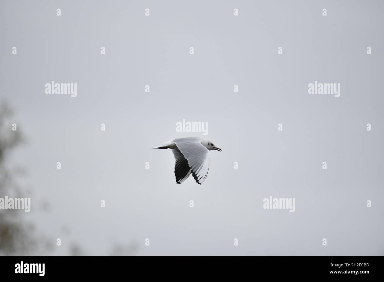 Primo piano immagine di un gabbiano a testa nera (Chromicocephalus ridibundus) in piumaggio invernale, volo da sinistra a destra di colpo, con ali giù, e becco aperto Foto Stock