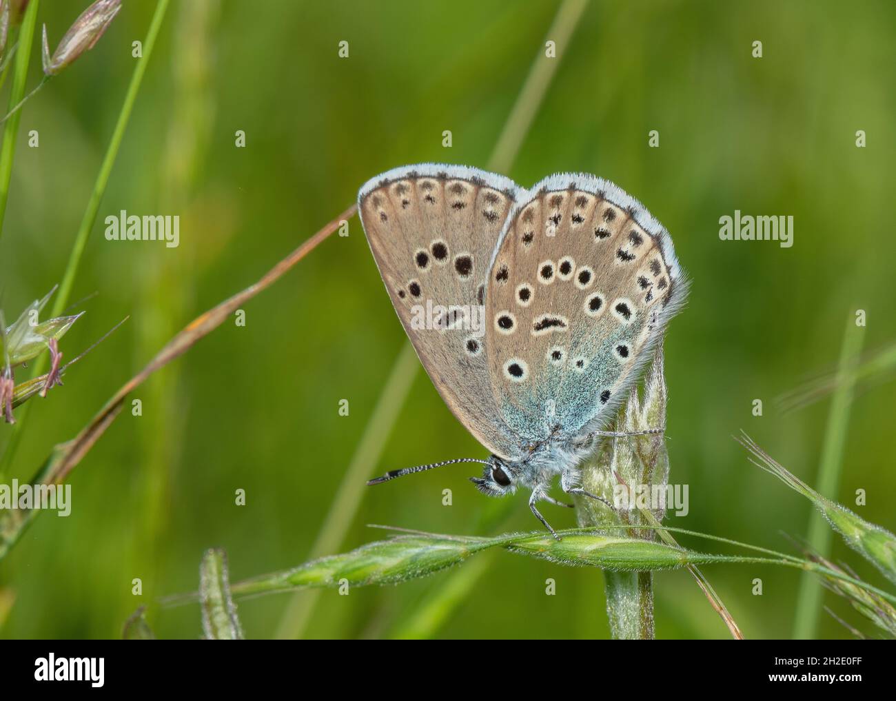 Grande Blu, farfalla di Maculinea arion su terra calcarea, Somerset. Foto Stock