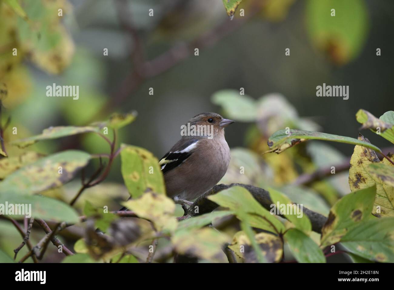 Maschio Common Chaffinch (Fringilla coelebs) arroccato su un ramo tra le foglie d'autunno, di fronte Camera con la testa girato a destra, in autunno nel Regno Unito Foto Stock