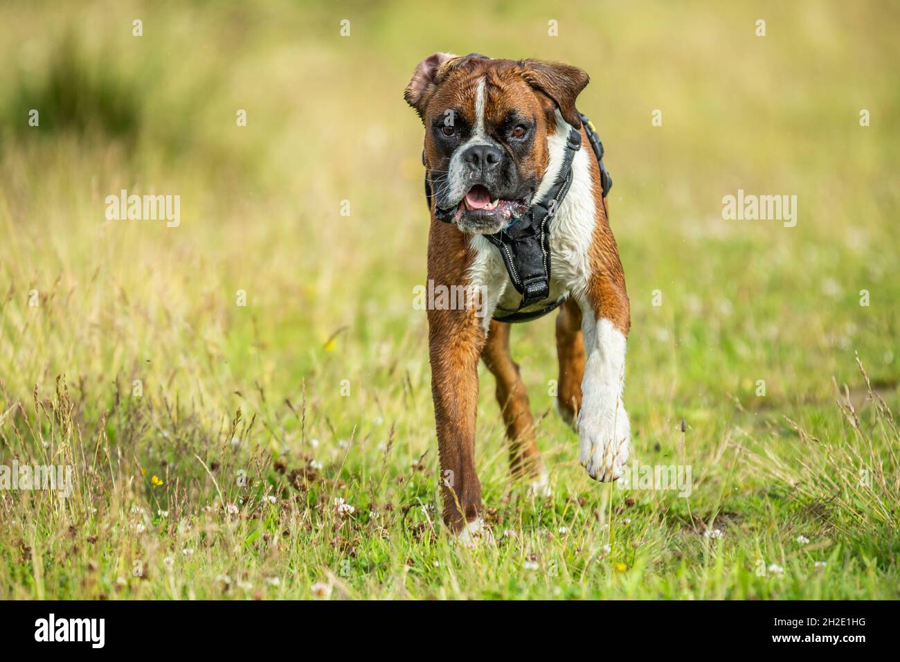 Cane Boxer bianco e nero marrone con imbracatura in erba guardando il fotografo circonda con primo piano e sfondo sfocato Foto Stock