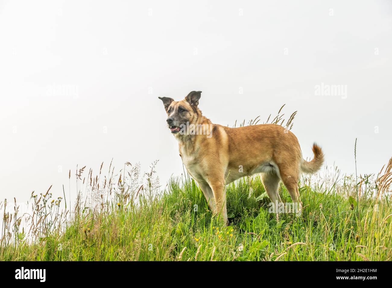 Ritratto di un mascattolo Malinois x spagnolo in piedi in posa a fuoco con semi-orecchie in piedi tra erba lunga su una collina Foto Stock