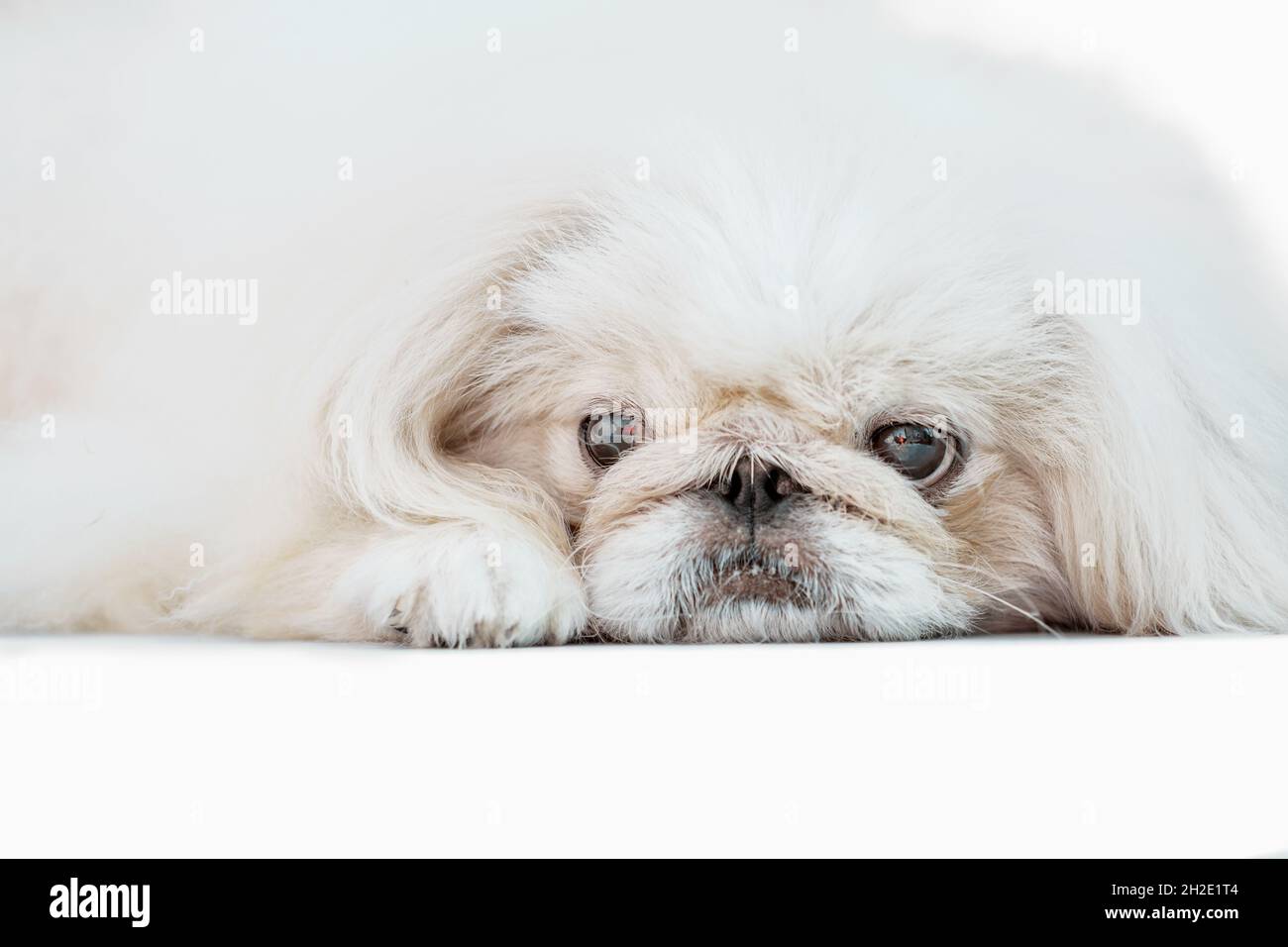 Un cane Pekingese isolato su sfondo bianco scatto studio Foto Stock