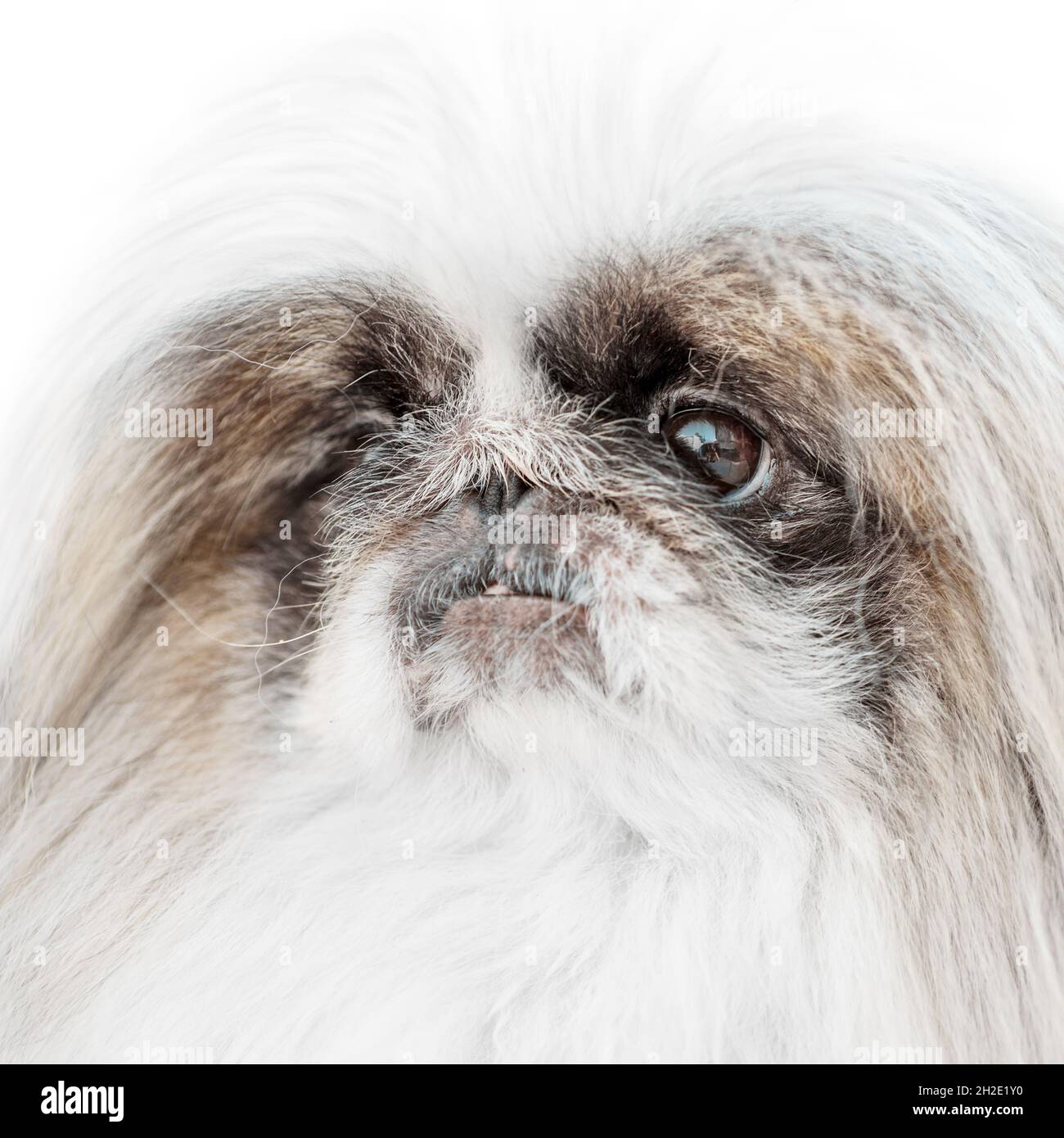 Un cane Pekingese isolato su sfondo bianco scatto studio Foto Stock