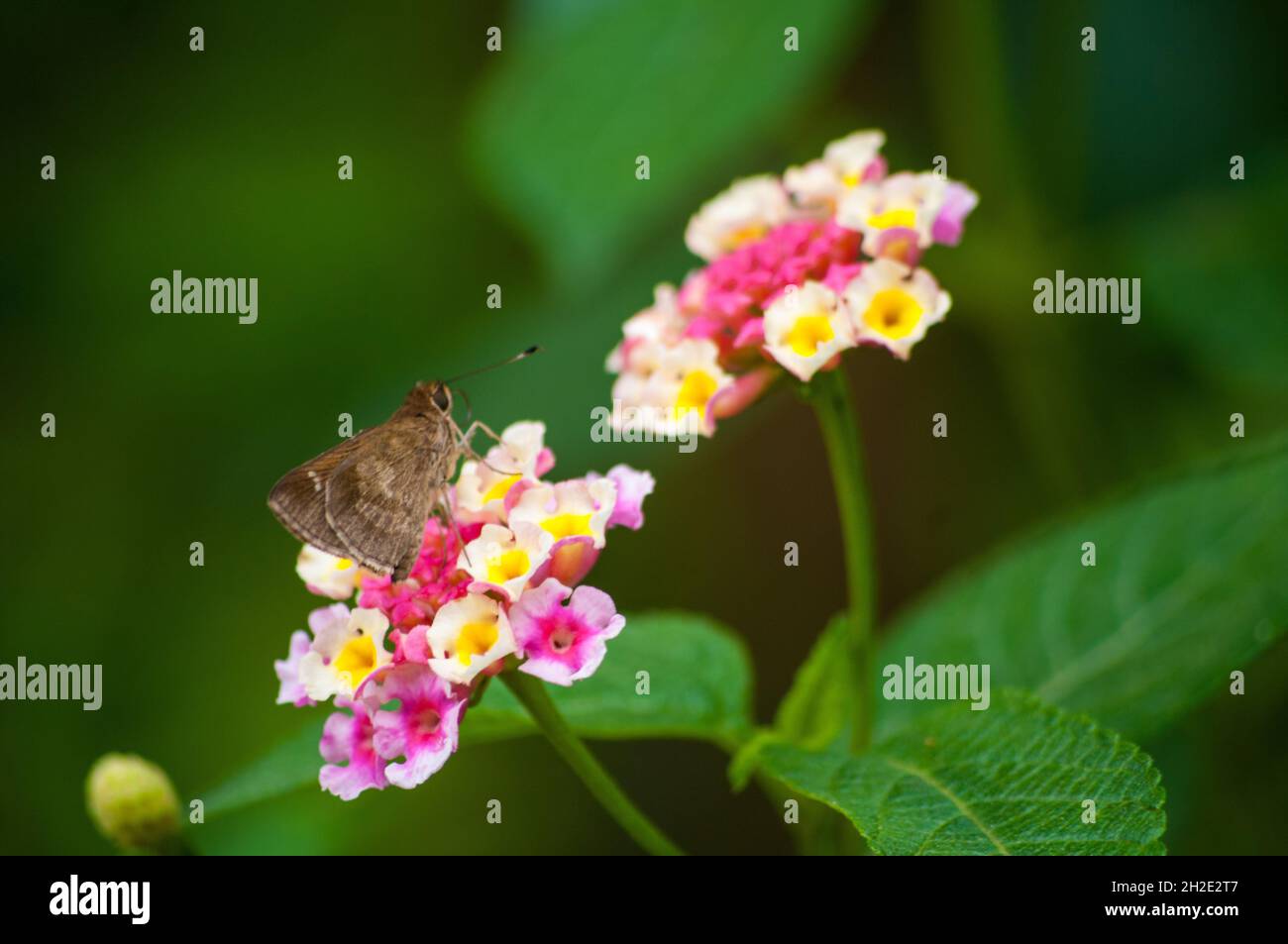 Macro di una farfalla su un fiore rosa di lantana Foto Stock