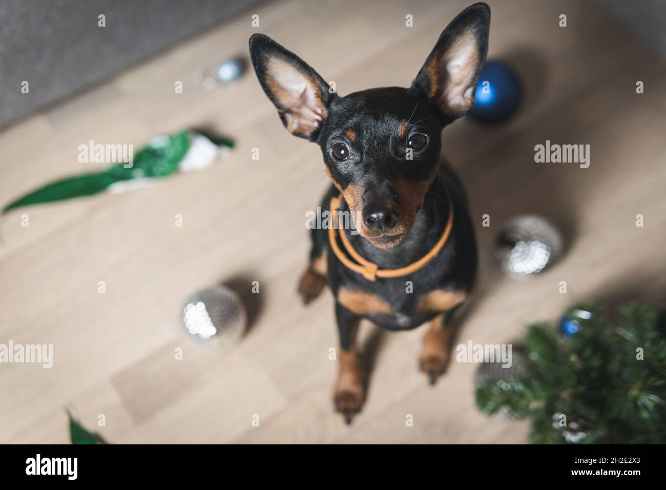 Divertente cane in miniatura pinscher fatto un pasticcio in camera e giocare con albero di Natale. Cucciolo a casa da solo. Concetto di animali domestici soli Foto Stock