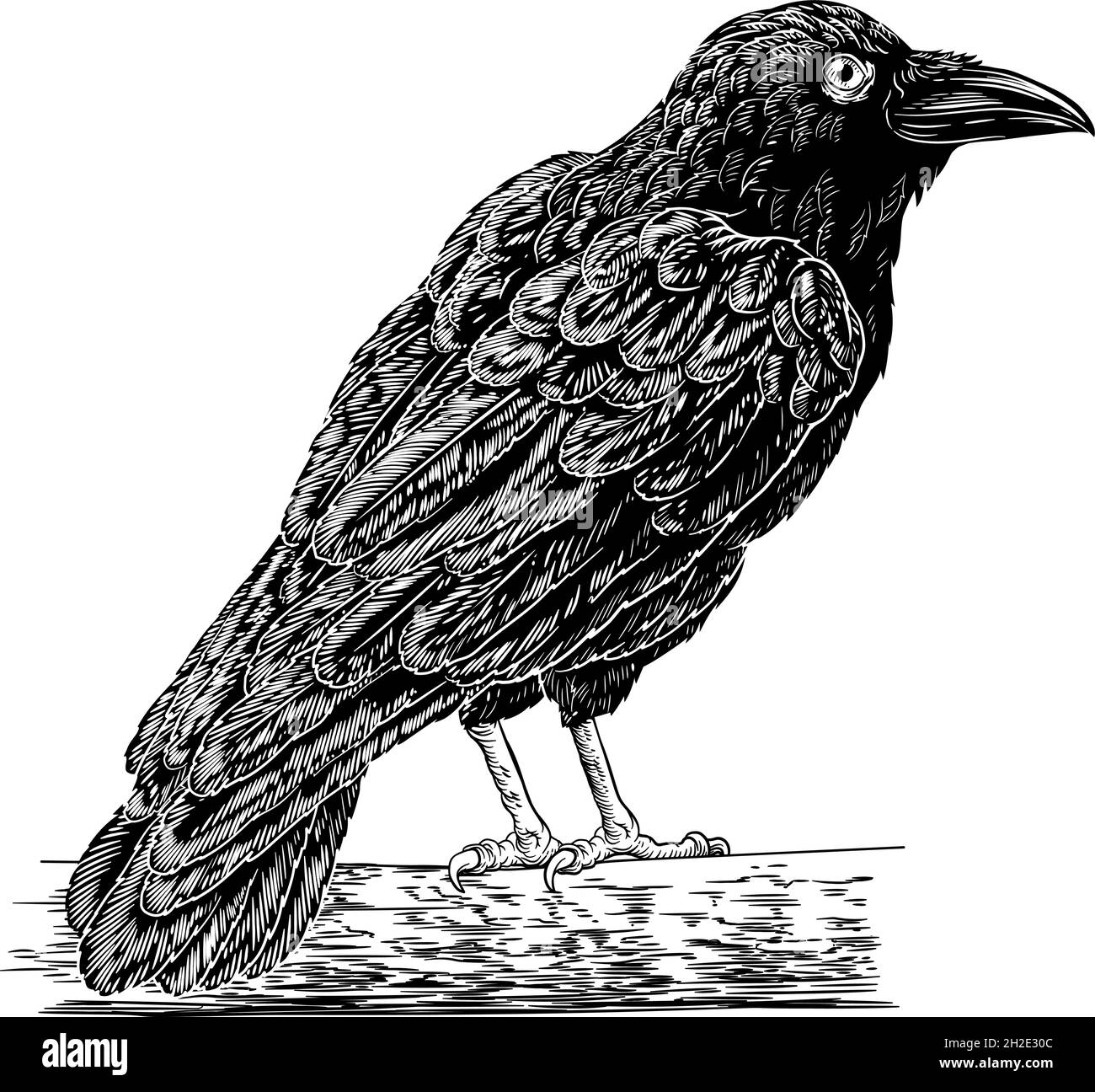 Crow Raven Corvus Bird Vintage incisione legno Illustrazione Vettoriale