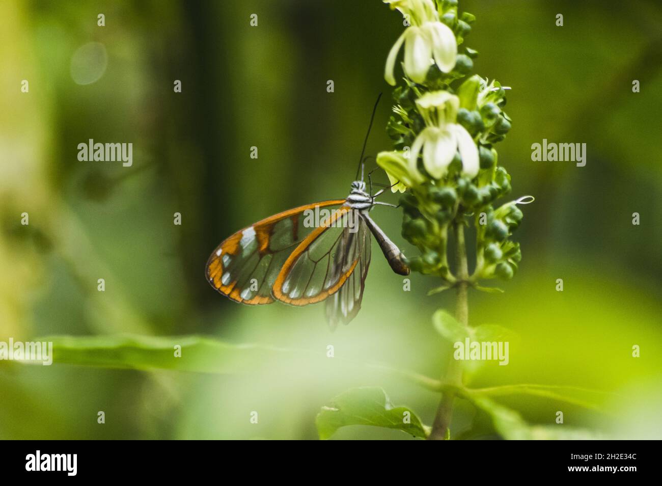 Macro di una bella farfalla Glasswing (Greta oto) su un fiore di orchidea Rein Foto Stock