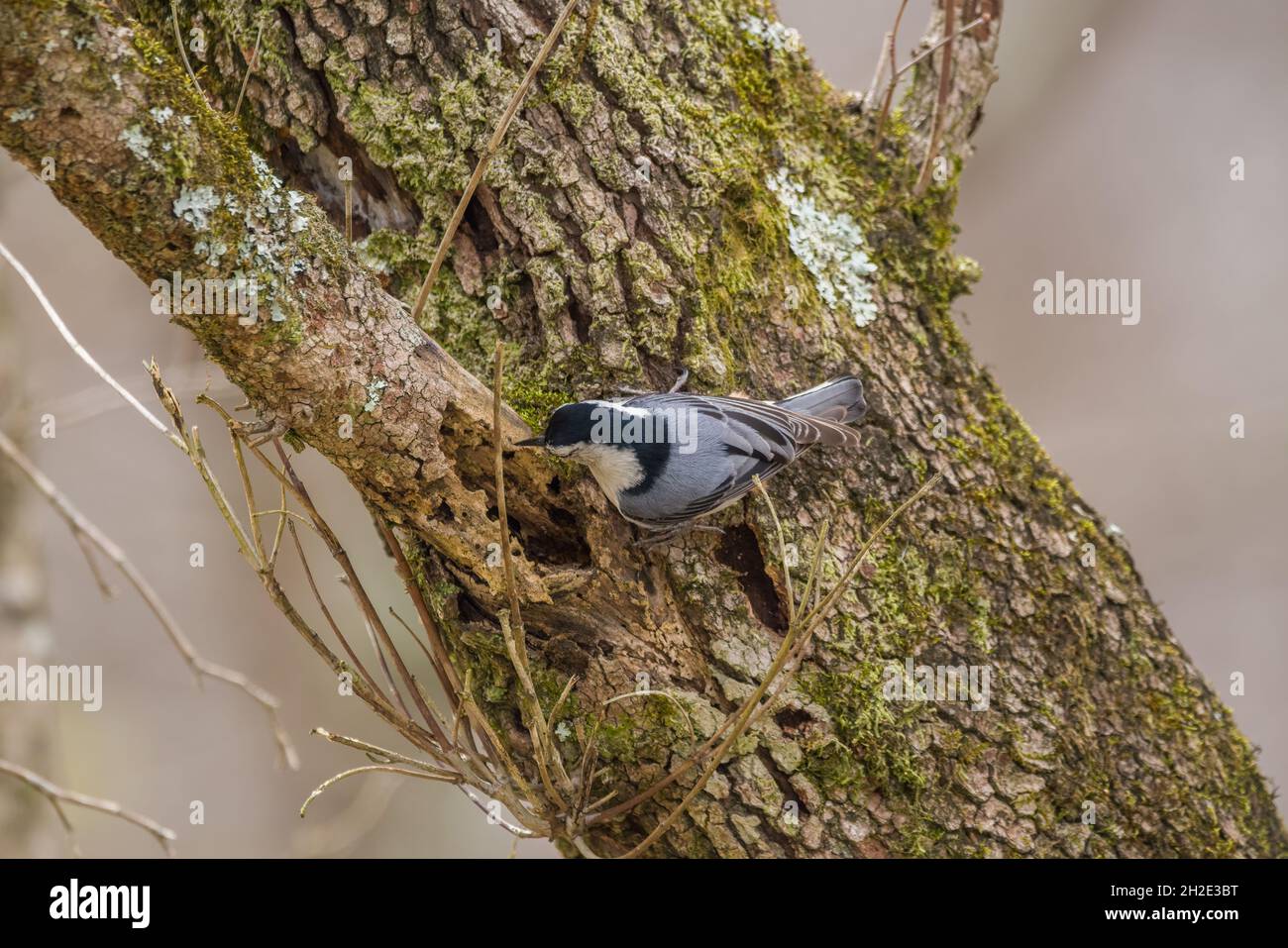 Vista dall'alto primo piano di un uccello nuthatch che predica il cibo nella parte decomporsi del ramo d'albero nella foresta in primavera Foto Stock