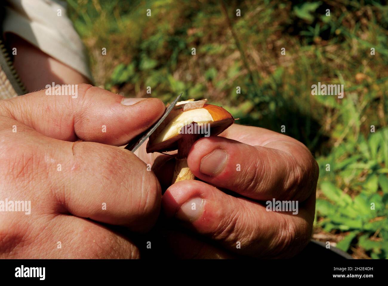 Il maschio scuota la testa di un fungo di Suillus; IL BOLETO ELEGANS. Foto Stock