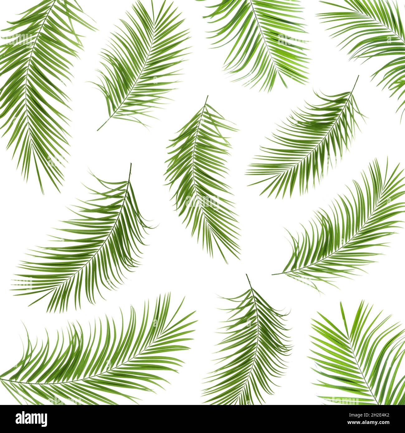 Set con foglie di palma verde su sfondo bianco Foto stock - Alamy