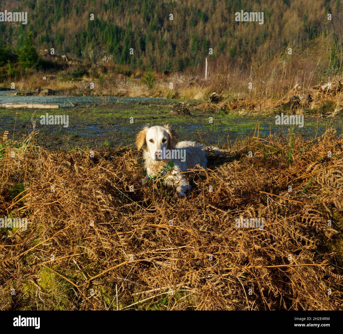 Ritratto di un giovane cane Golden Retriever che vive e gioca nel Parco Nazionale di Snowdionia in Galles. Foto Stock