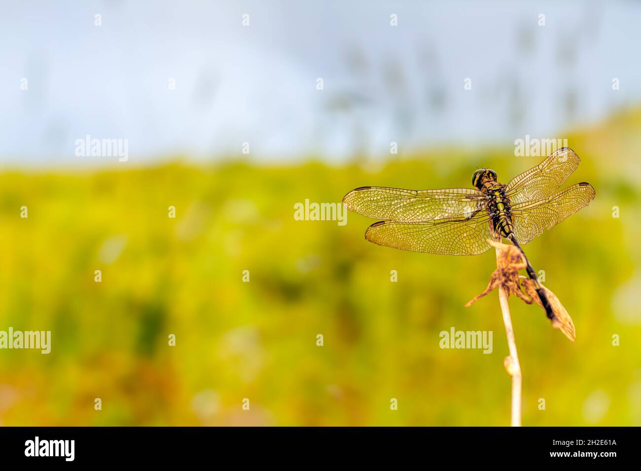 Una libellula arroccata su un piccolo ramo, sullo sfondo di un prato in tempo caldo, natura concetto Foto Stock