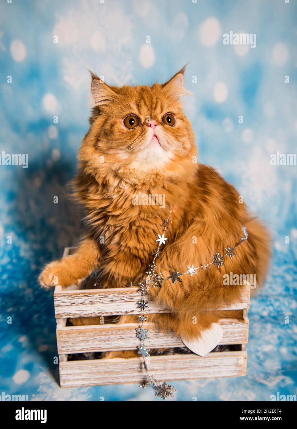 Gatto persiano su sfondo blu di Natale con neve Foto Stock