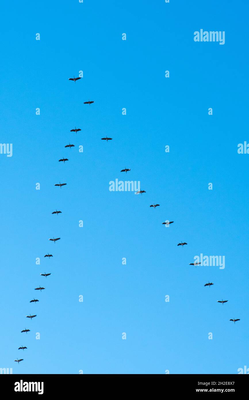 Autogru volanti a V nel cielo blu Foto Stock