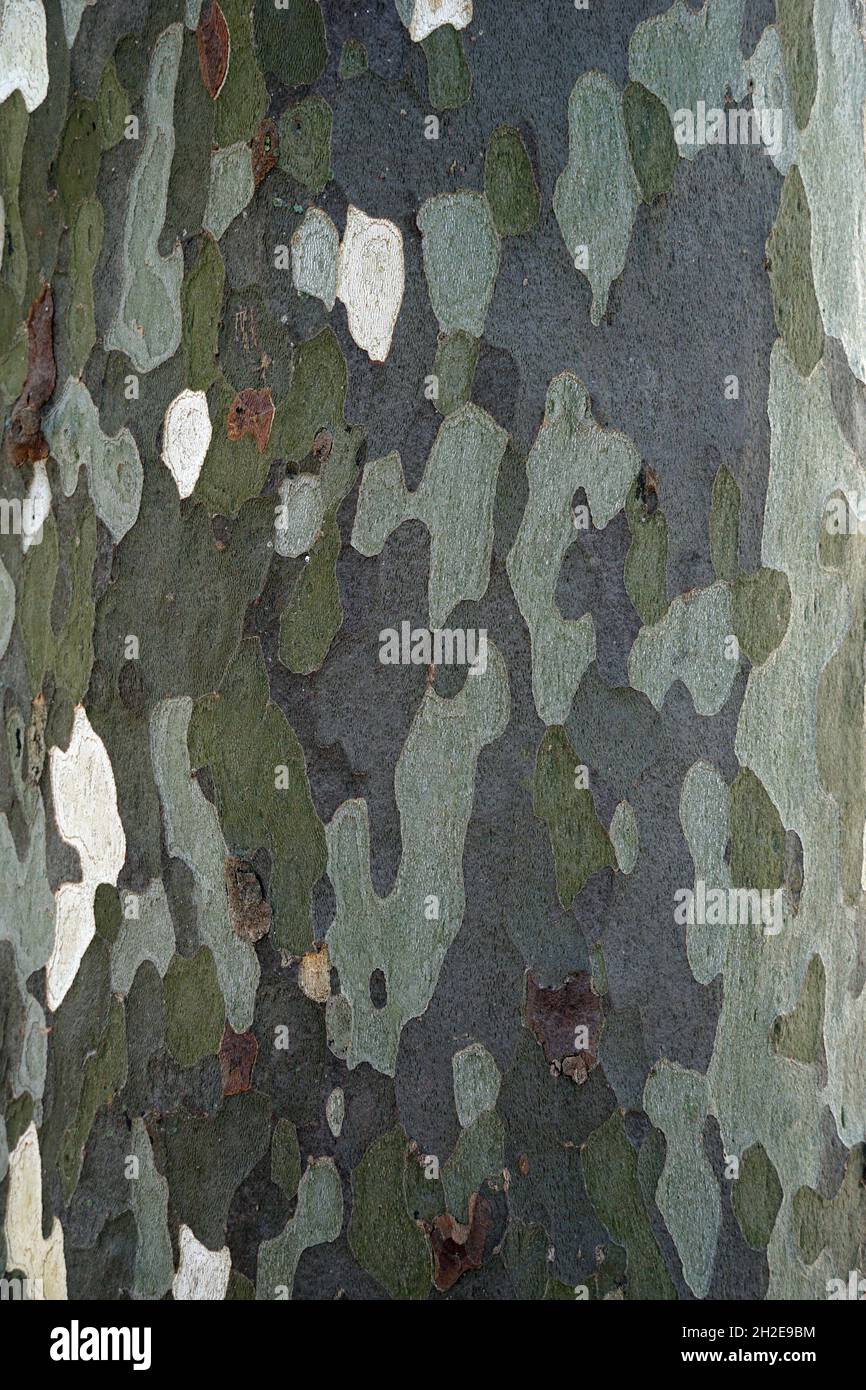 Platan, platanus o struttura di corteccia dell'albero del piano, sfondo Foto Stock