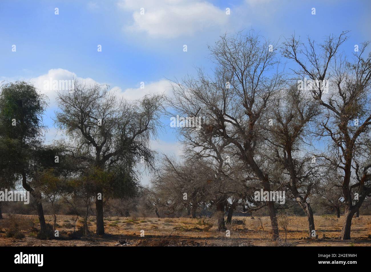 Paesaggio - Oman Foto Stock