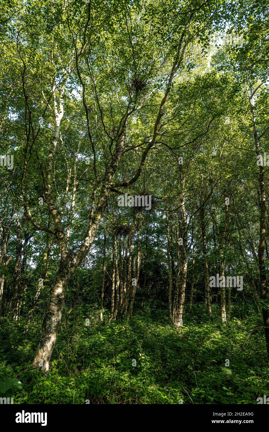 Downy o Moor Birches (Betula pubescens) Foto Stock