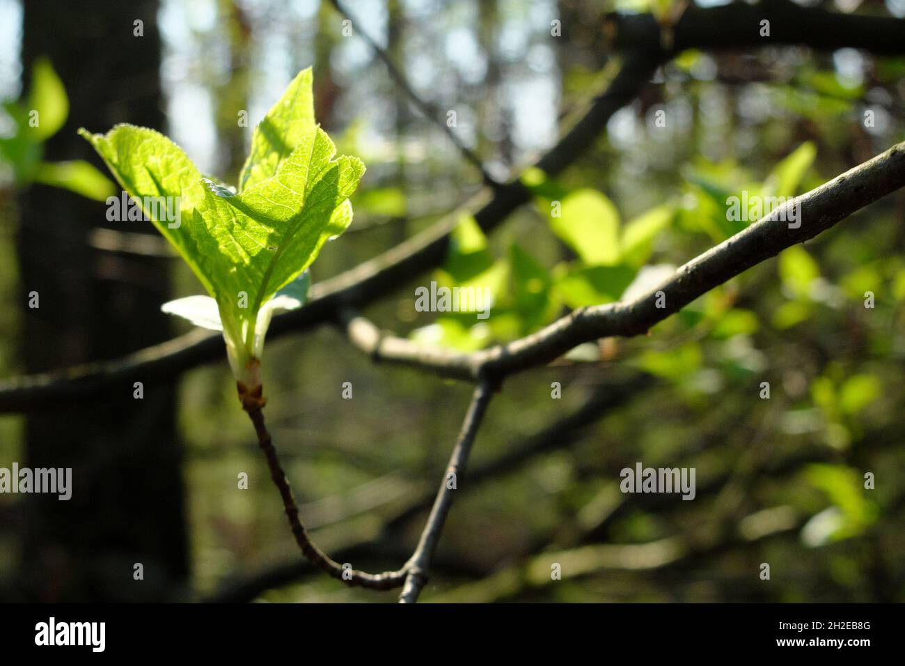 Alberi di foresta con foglie verdi giovani, appena fuori delle gemme Foto Stock