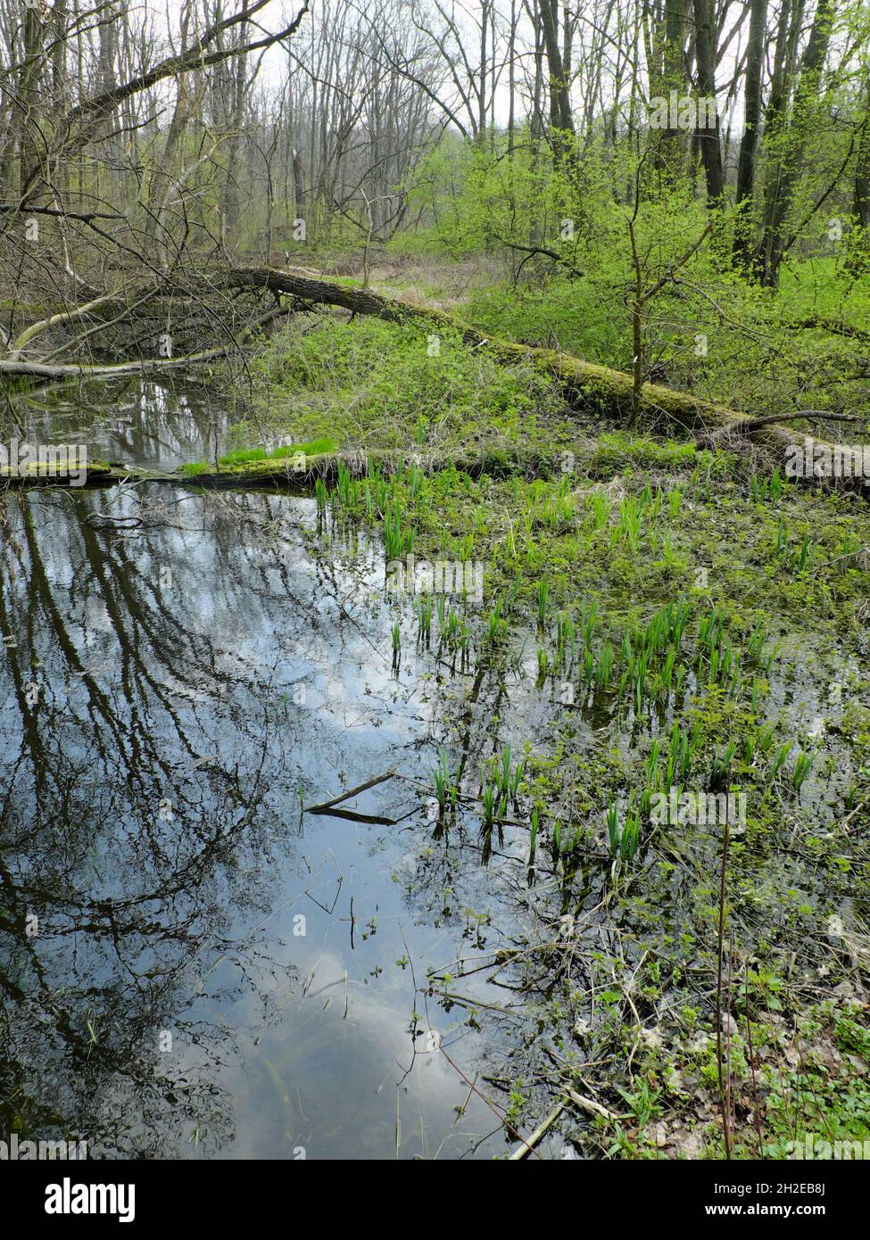 La foresta si riflette in un flusso - parte di palude dove crescono molte piante acquatiche Foto Stock