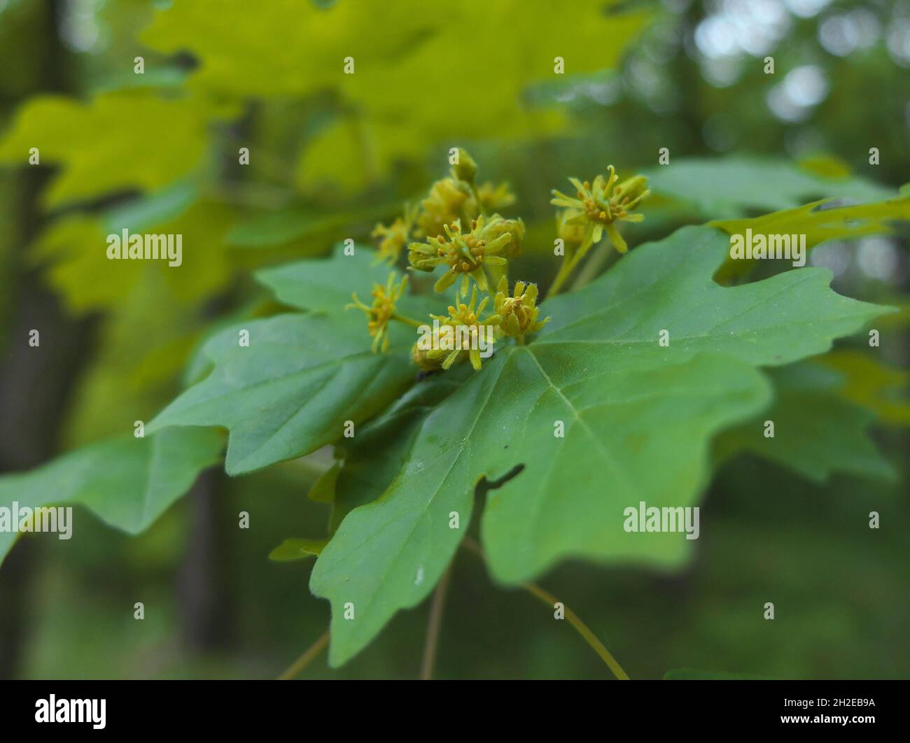 Piccoli fiori gialli-verdi e foglie di acero da campo (Acer campestre) che crescono nella foresta di primavera Foto Stock