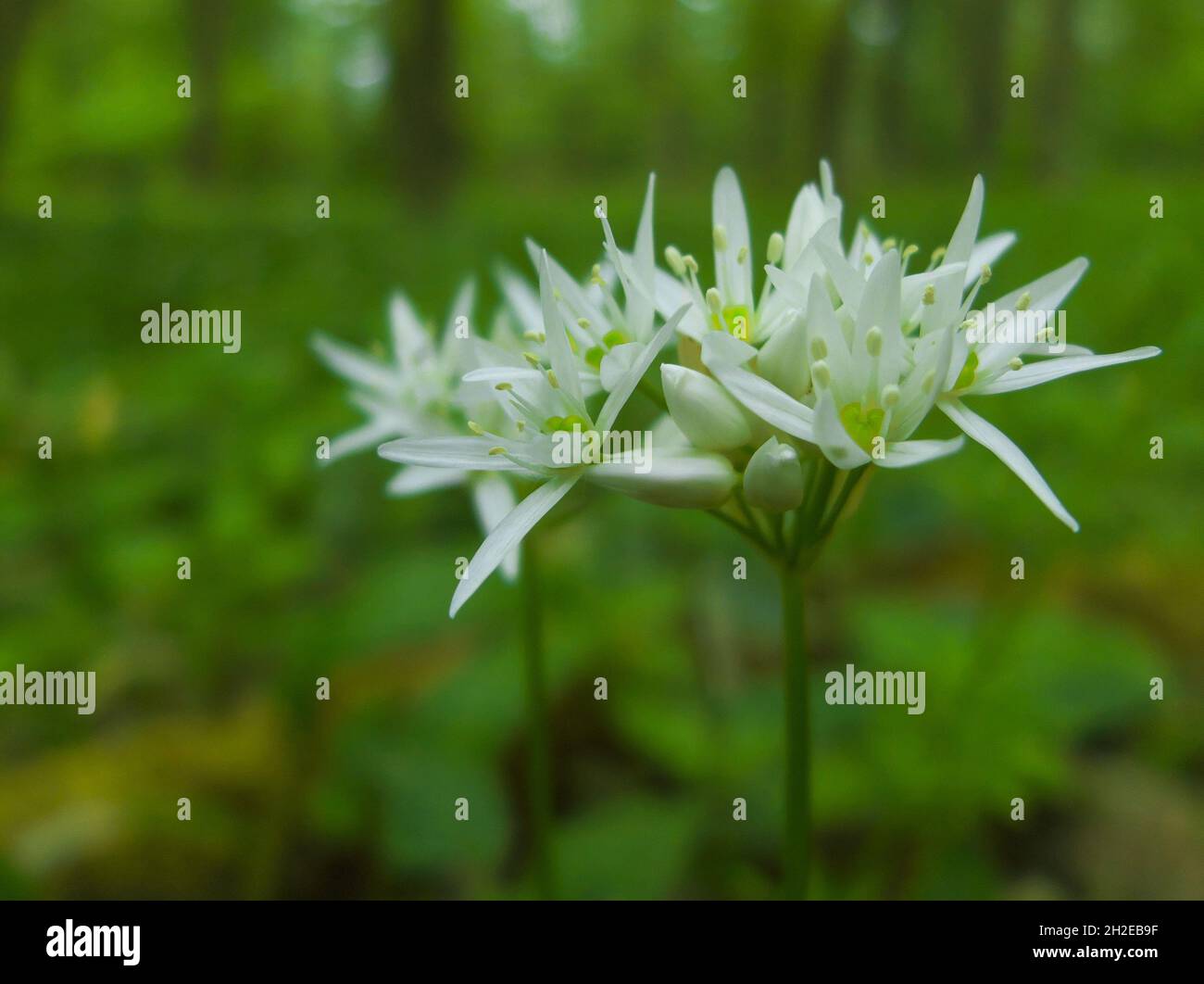 Aglio selvatico (Allium ursinum) fiorito nella foresta di primavera - primo piano dei suoi fiori bianchi Foto Stock