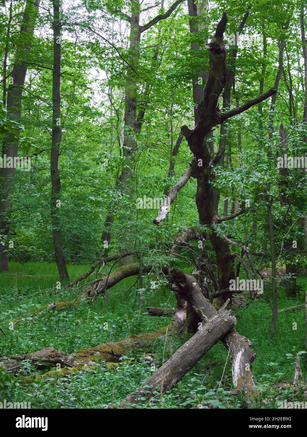 Vecchio albero caduto con rami rotti che posano nella foresta selvaggia di primavera Foto Stock