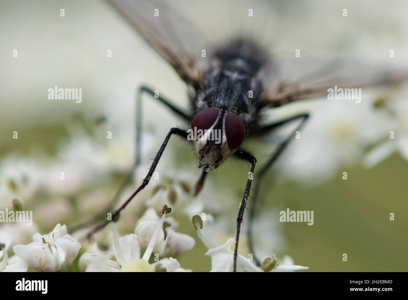 immagine macro di una mosca in fiore con occhi composti rossi Foto Stock