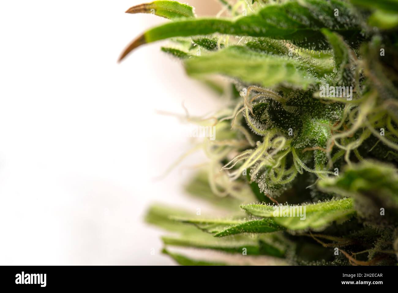 Macro dettaglio del germoglio di una pianta di cannabis Skunk isolata su bianco Foto Stock