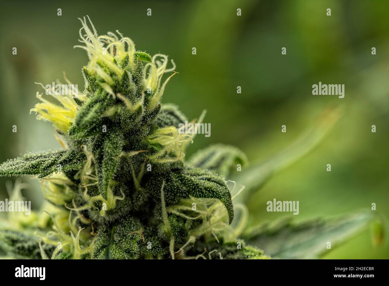Dettaglio macro del germoglio di una pianta di cannabis Skunk Foto Stock