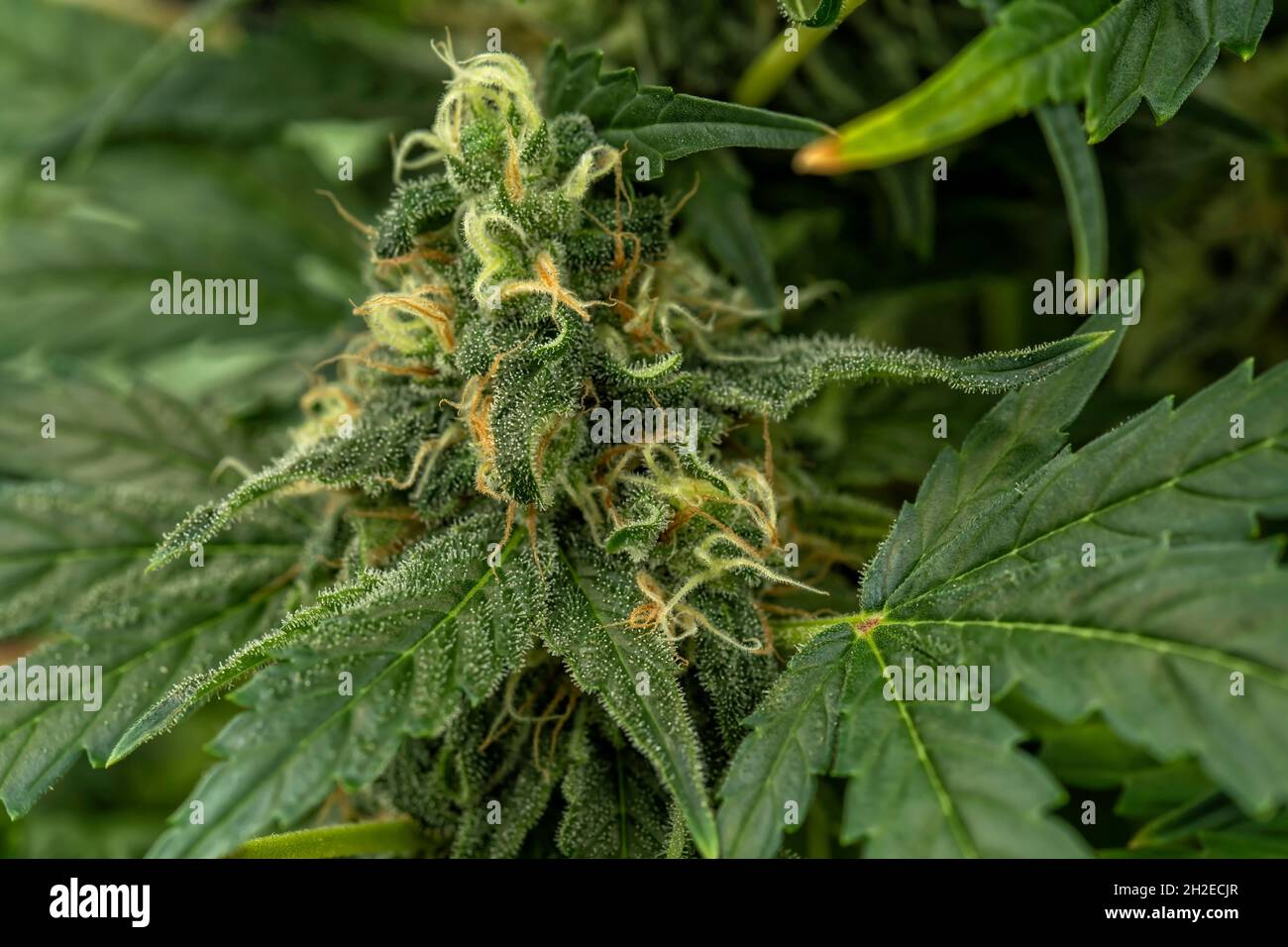 Dettaglio macro del germoglio di una pianta di cannabis Skunk Foto Stock
