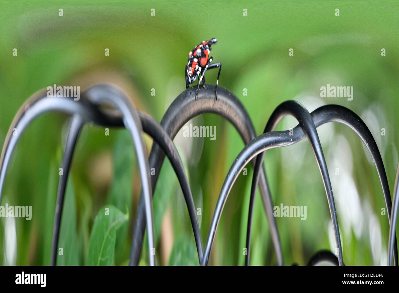 JACK OF LANTERN: Una rappresentazione artistica illustrativa della distruttiva specie di insetti invasori, la Lanterna Fly. Foto Stock