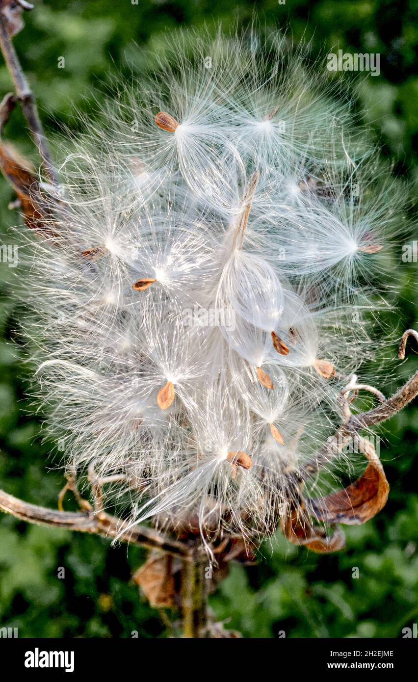 Semi di munghia (Asclepias tuberosa) fluffati dal vento e pronti a diventare aerotrasportati. Primo piano. Spazio di copia. Foto Stock