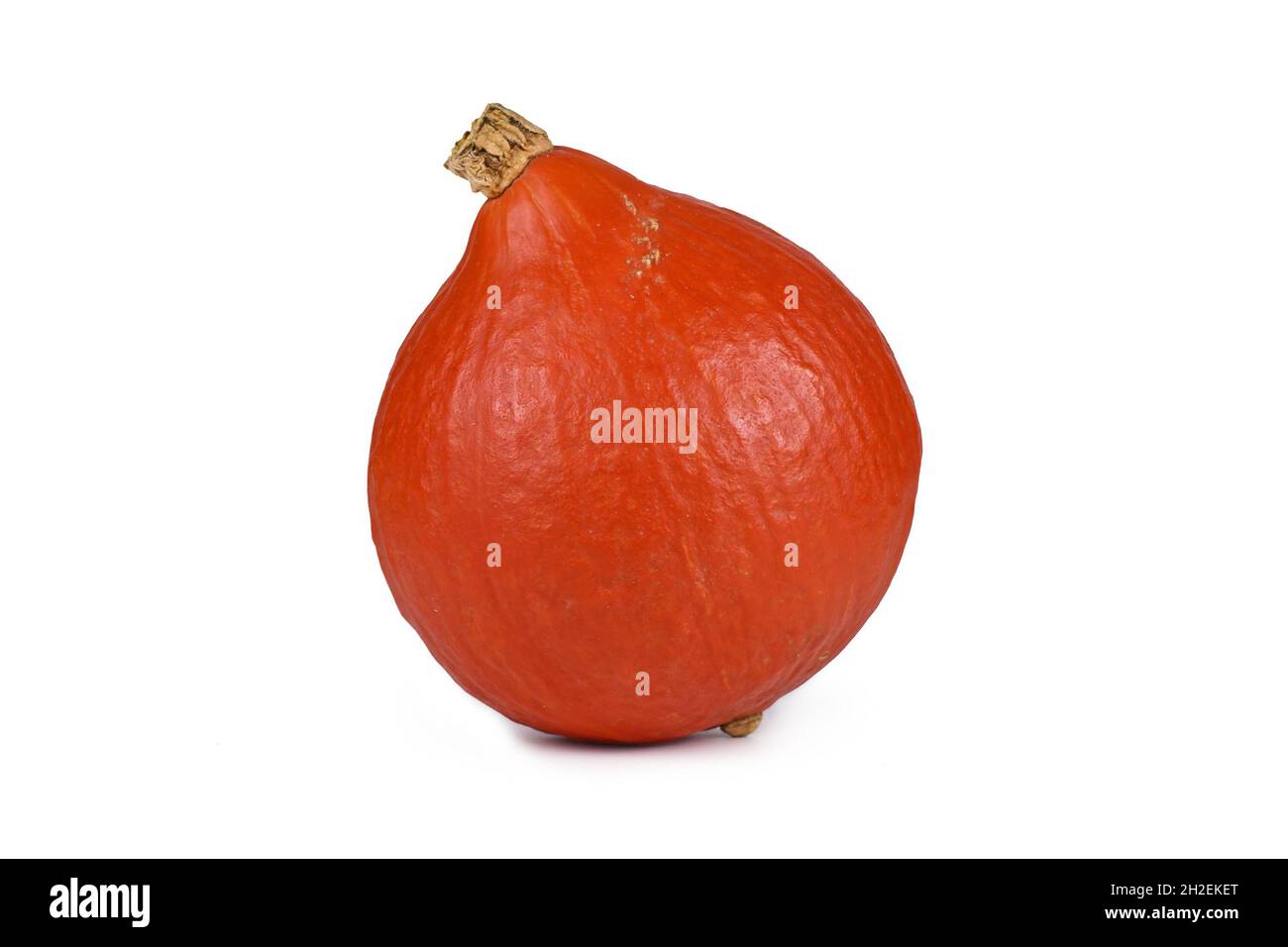 Red Kuri' squash, chiamato anche 'Hokkaido' squash su sfondo bianco Foto Stock