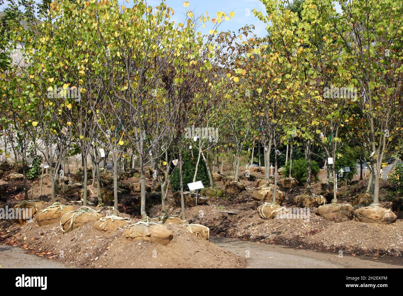 Albero fattoria che vende alberi decidui con burlap racchiuso radici palle in autunno Foto Stock