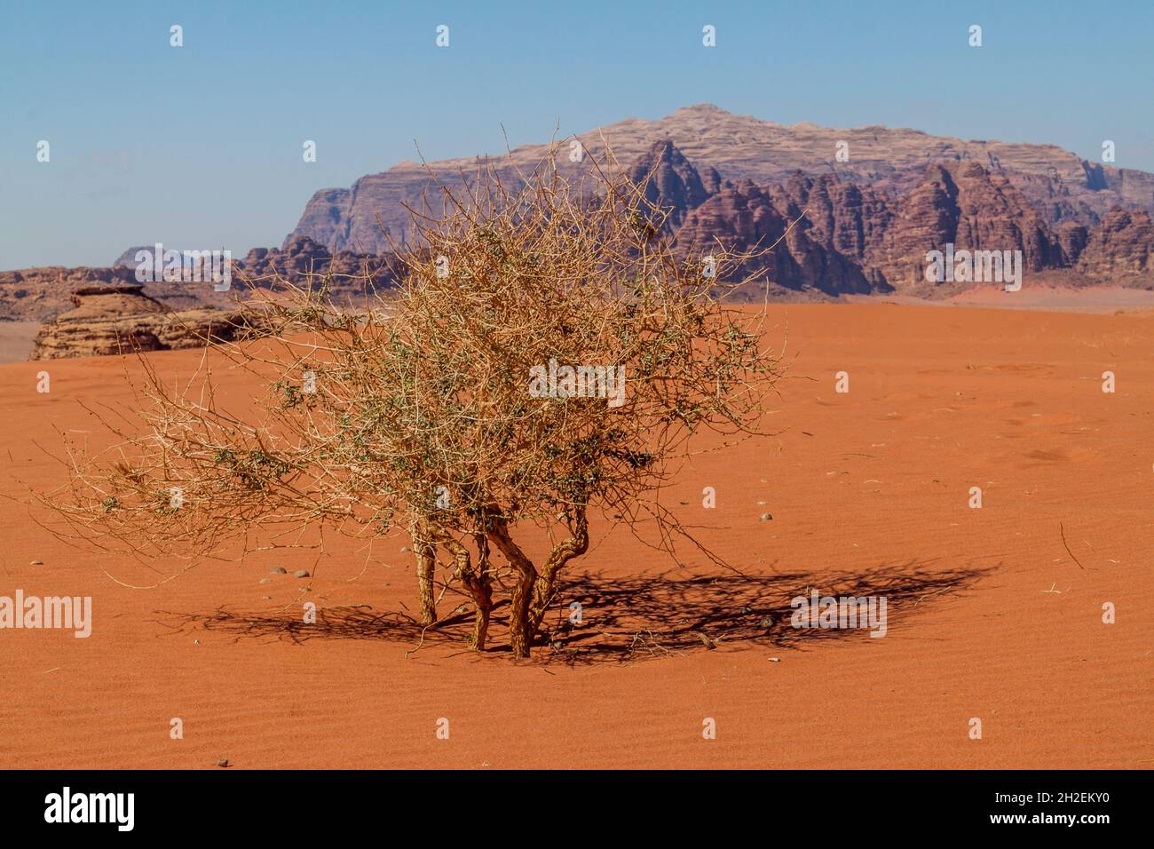 Solitario cespuglio nel deserto di Wadi Rum, Giordania Foto Stock