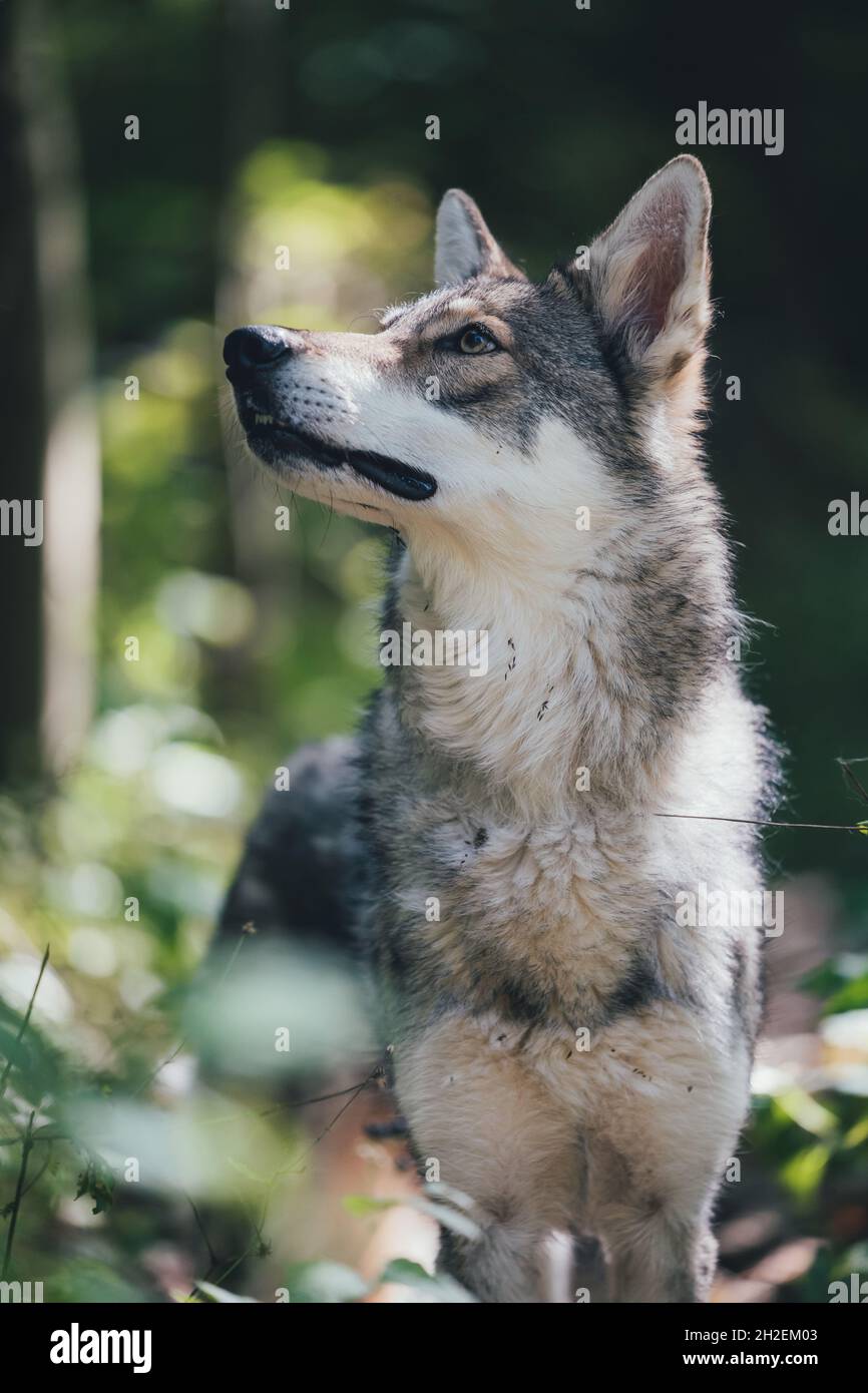 adorabile felice e sano saarloos wolfdog nella foresta Foto Stock