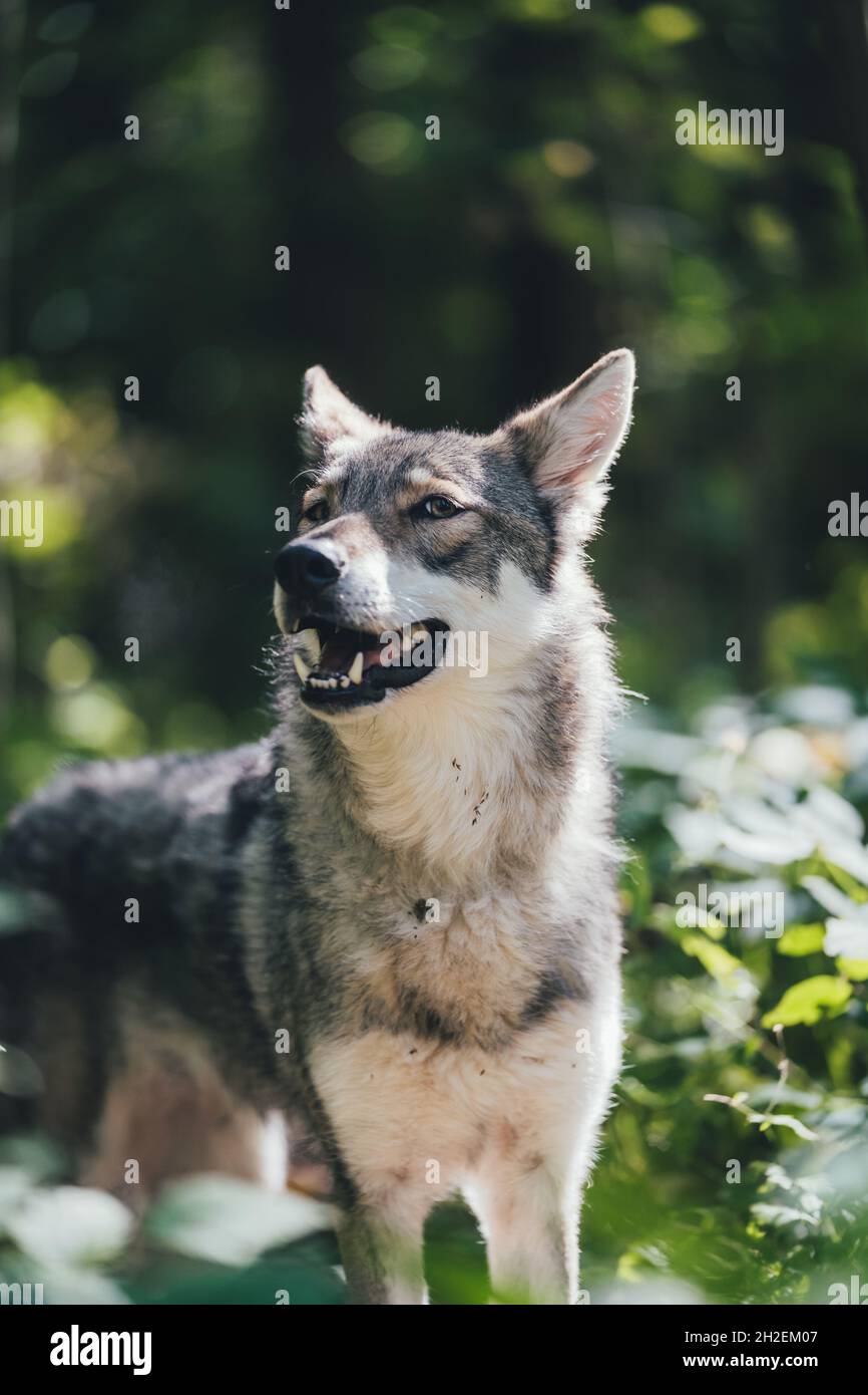 adorabile felice e sano saarloos wolfdog nella foresta Foto Stock