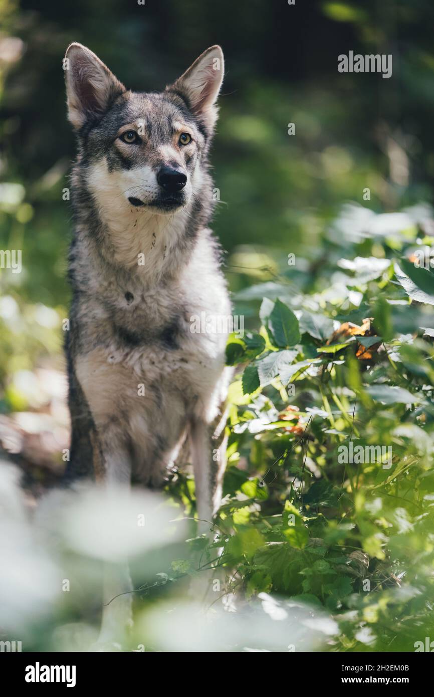 adorabile felice e sano saarloos wolfdog nella foresta Foto Stock
