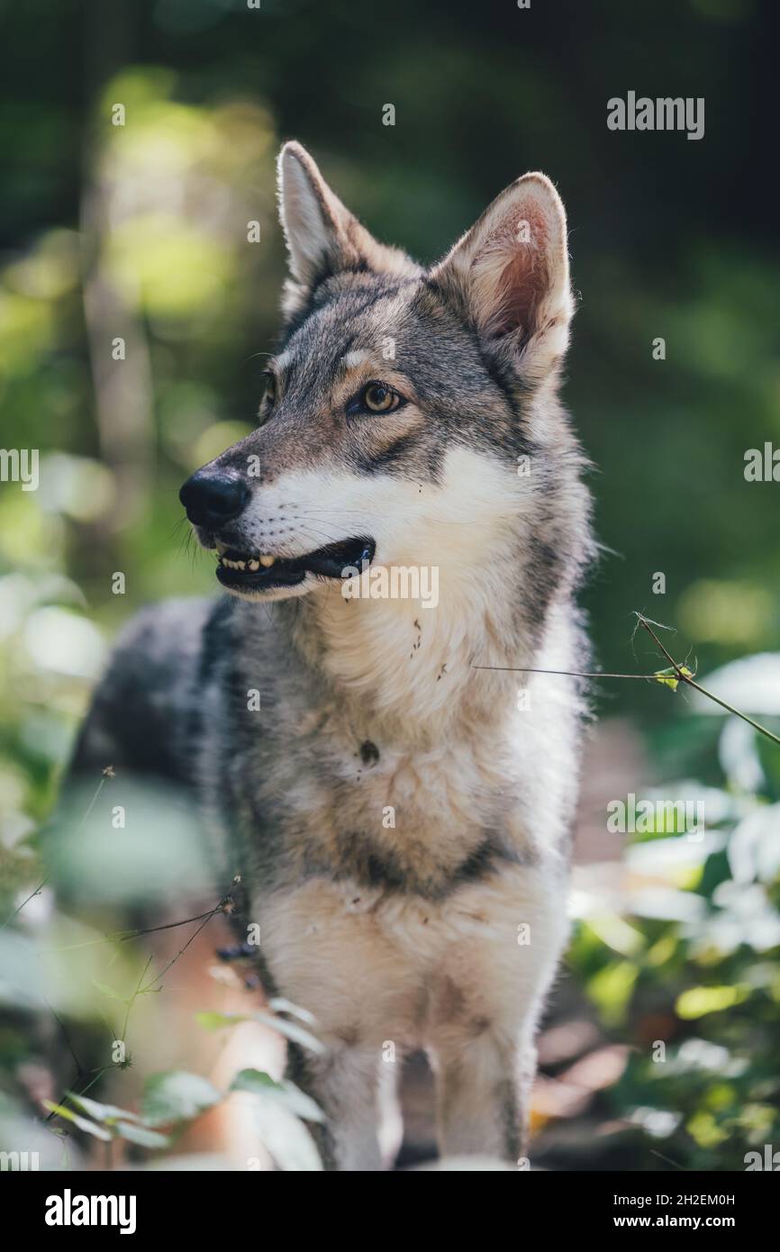 adorabile felice e sano saarloos wolfdog nella foresta Foto Stock