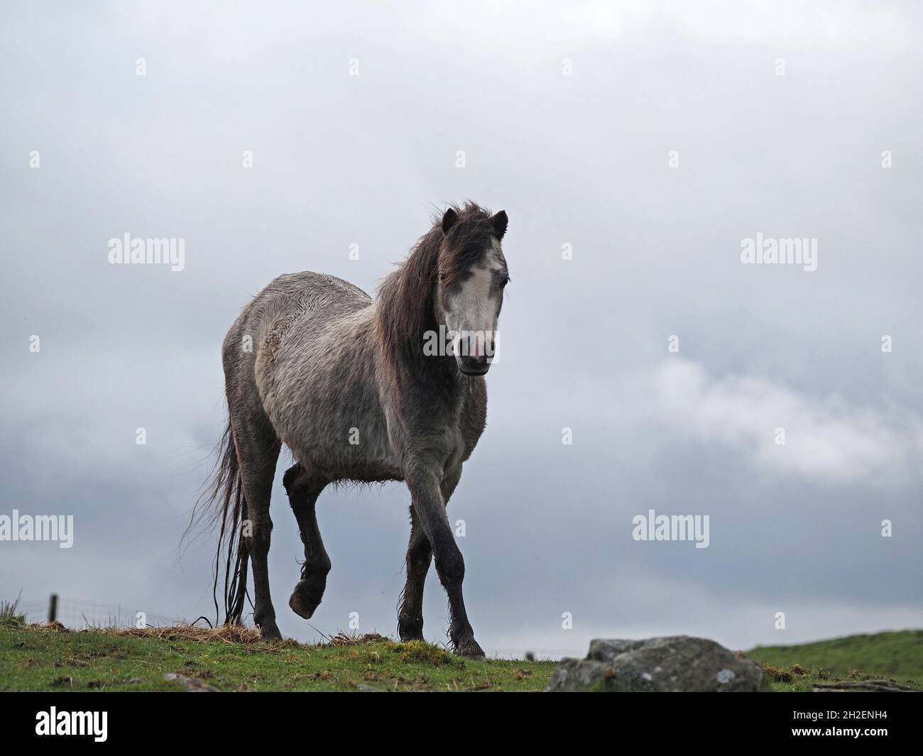 Cavallo grigio con spesso cappotto che corre verso lo spettatore sullo skyline nelle colline di nord Pennines sopra Eden Valley in Cumbria, Inghilterra, Regno Unito Foto Stock