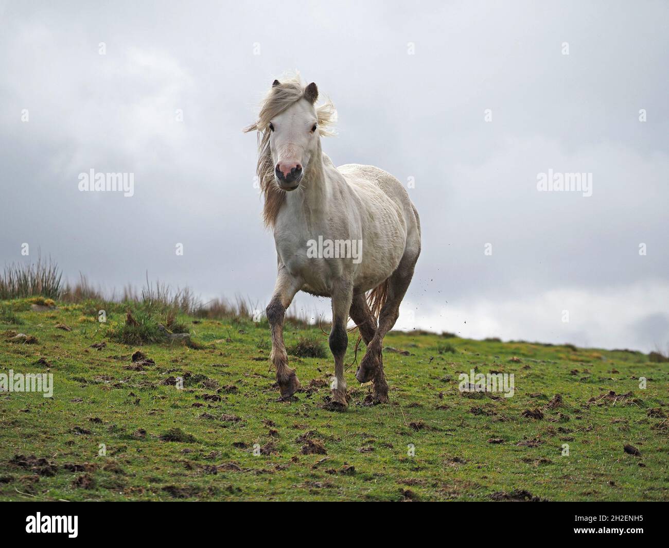 Cavallo bianco con mana soffiata dal vento che corre verso il telespettatore sullo skyline delle colline montane del nord Pennines sopra Eden Valley in Cumbria, Inghilterra, Regno Unito Foto Stock