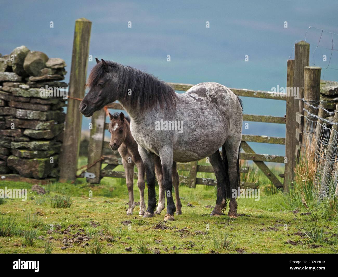 hardy Grey mare e il suo giovane nemico si levano in piedi insieme al sole accanto a 5 bar gate sullo skyline in altopiano campane sopra Eden Valley in Cumbria, Inghilterra, Regno Unito Foto Stock