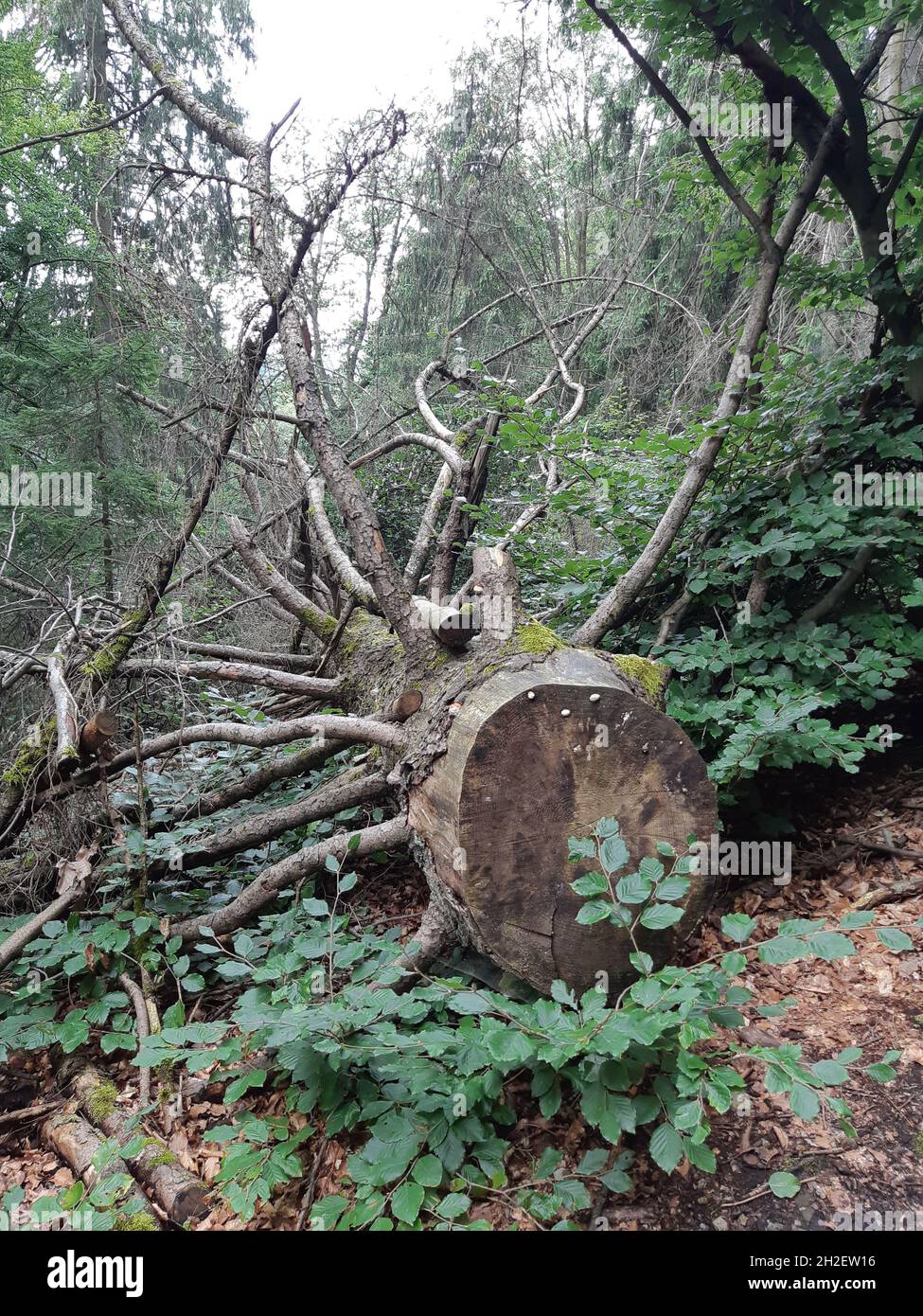 Umgefallene Bäume Foto Stock