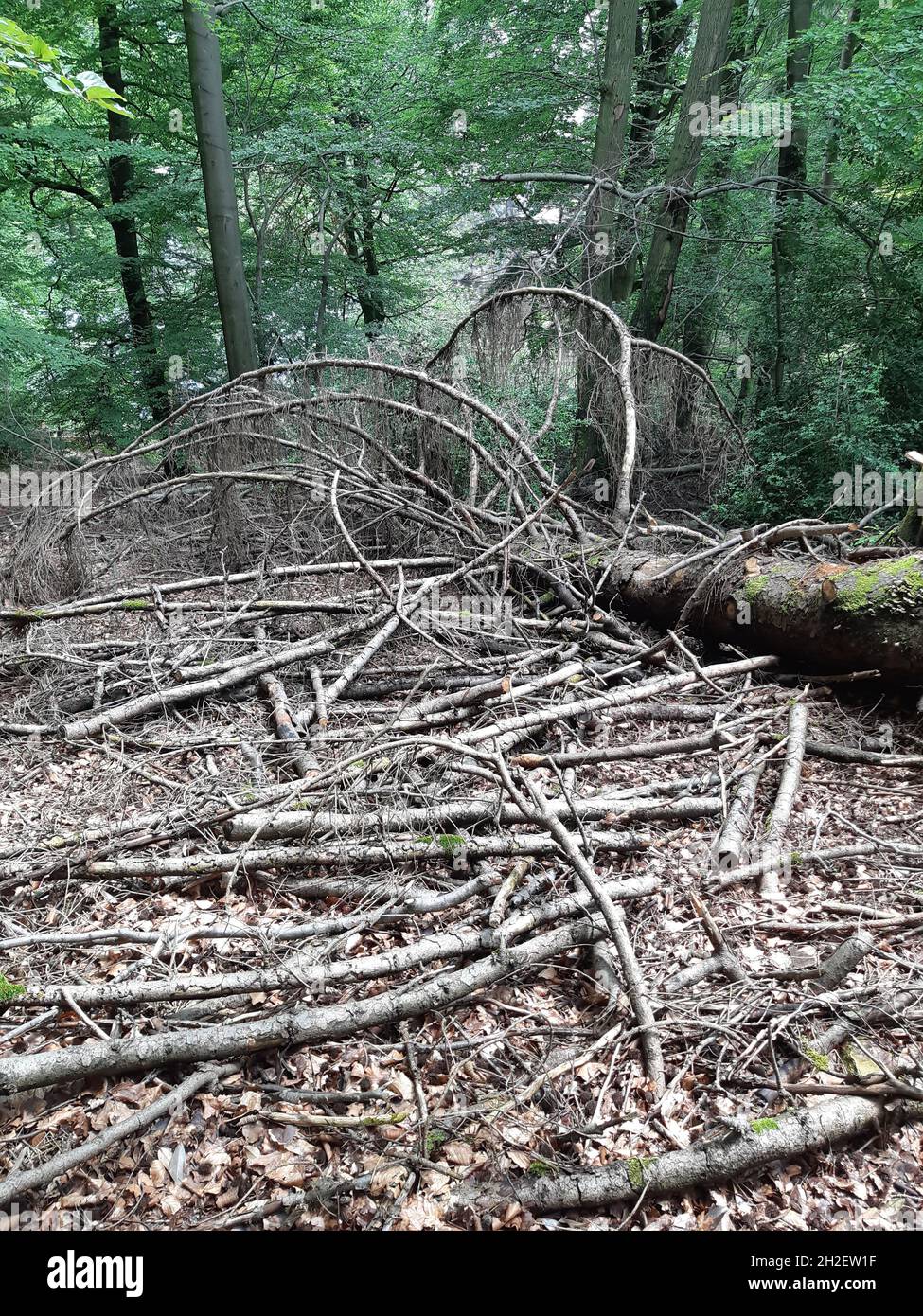 Umgefallene Bäume Foto Stock