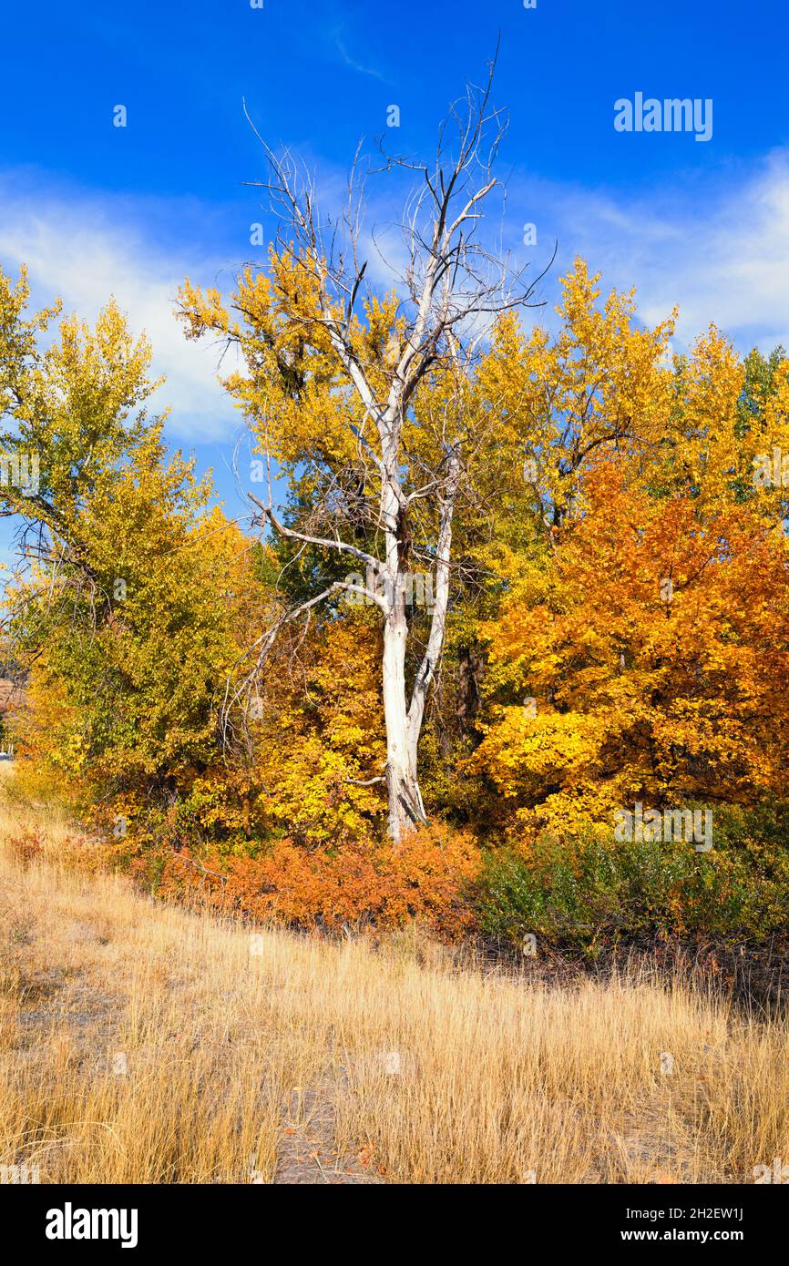 La bellezza del colore autunnale è in contrasto con un tronco di albero bianco morto sotto un cielo blu con alte nuvole Foto Stock